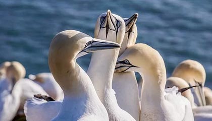 阿不都沙拉木CBA高光回顾,对阵青岛砍下27分11篮板