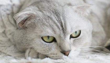 阿不都沙拉木CBA高光回顾，对阵青岛砍下27分11篮板